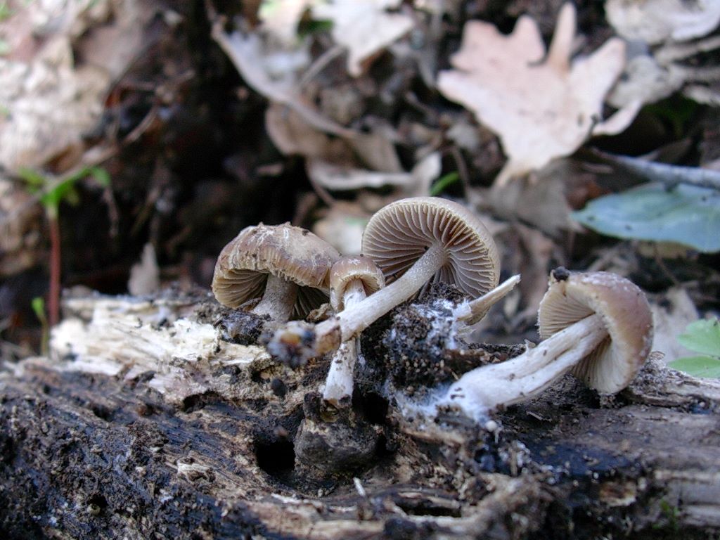 1315 Aprile vecchio ritrovamento